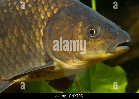 gibel carp, Prussian carp, German carp, Crucian carp (Carassius auratus gibelio), portrait Stock Photo