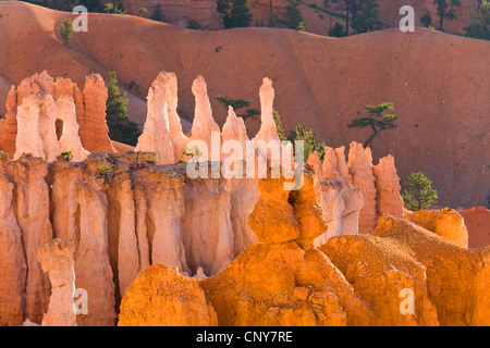 hoodoos in natural amphitheater in morning light, USA, Utah, Bryce Canyon National Park, Colorado Plateau Stock Photo