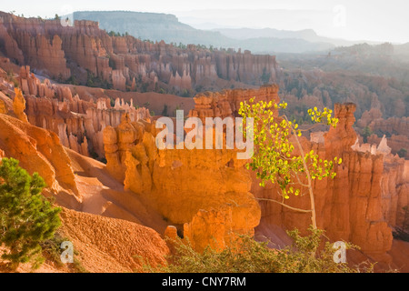 American aspen, quaking aspen, trembling aspen (Populus tremuloides), growing on the edge of the amphitheatre in Bryce Canyon with Hoodoos, USA, Utah, Bryce Canyon National Park, Colorado Plateau Stock Photo
