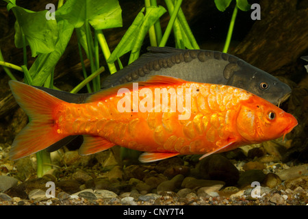 koi carp (Cyprinus carpio), orange koi and mirror carp Stock Photo