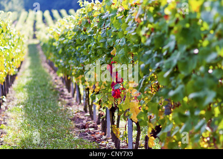 grape-vine, vine (Vitis vinifera), row of grape vine in autumn, Germany, Bavaria, Lower Franconia, Unterfranken, Castellammare Stock Photo