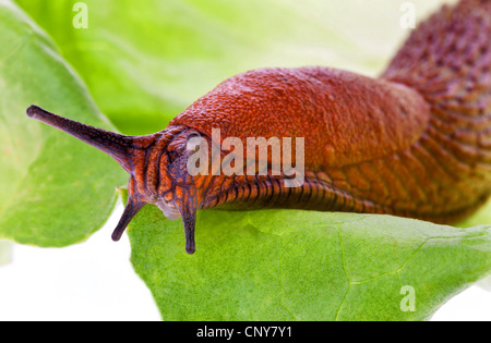 slug crawling on a leaf of lettuce Stock Photo