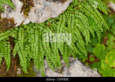 green spleenwort (Asplenium viride), in a rock crevice, Germany Stock Photo