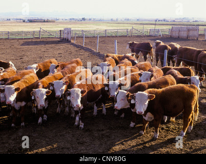 Herd of young Hereford beef cattle steers with white ear tags huddled in a ranch corral,  Gallatin Valley, summer, Montana, USA Stock Photo