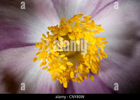 Japanese anemone, Japanese windflower, Chinese anemone (Anemone hupehensis, Anemone hupehensis var. hupehensis), stamina Stock Photo