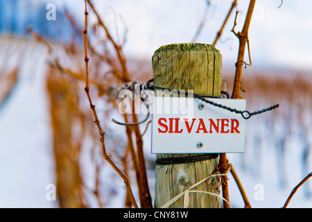 grape-vine, vine (Vitis vinifera), plate at a post of a row of grape vine at a vineyard in winter pointing out the wine type 'Silvaner', Germany, Bavaria, Lower Franconia, Unterfranken Stock Photo