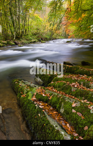 Autumn colours beside the River Barle near Tarr Steps, Exmoor National Park, Somerset, England Stock Photo