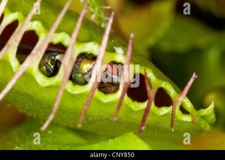 Venus Flytrap, Venus's Flytrap, Venus' Flytrap, Venus Fly Trap, Venus's Fly Trap, Venus' Fly Trap, Fly-Trap (Dionaea muscipula), closed leaf trap with fly Stock Photo