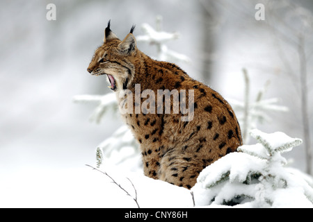 Eurasian lynx (Lynx lynx), sitting in snow yawning, Germany, Bavaria, Bavarian Forest National Park Stock Photo