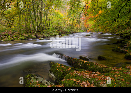 Autumn colours beside the River Barle near Tarr Steps, Exmoor National Park, Somerset, England Stock Photo