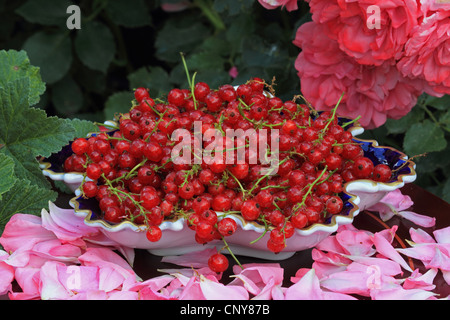 northern red currant (Ribes rubrum), in a bowl, Germany Stock Photo