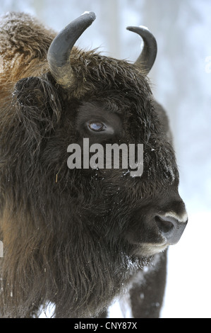 European bison, wisent (Bison bonasus), portrait, Germany, Bavaria, Bavarian Forest National Park Stock Photo