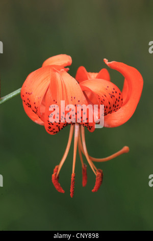 Lance-leaf tiger lily, Tiger lily (Lilium lancifolium, Lilium tigridum), orange Lily flower Stock Photo