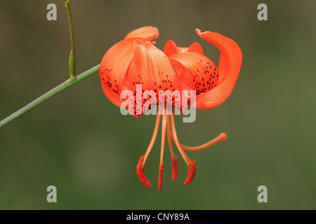 Lance-leaf tiger lily, Tiger lily (Lilium lancifolium, Lilium tigridum), orange Lily flower Stock Photo