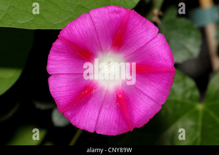 morning glory (Ipomoea tricolor, Ipomoea violacea), flower Stock Photo