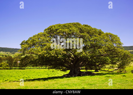 Moreton Bay Fig (Ficus macrophylla), big single tree, Australia, New South Wales, Kiama Stock Photo