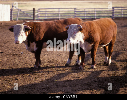Two Hereford beef cattle bulls standing in a ranch corral in the Gallatin Valley, summer, Montana, USA Stock Photo