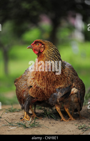 domestic fowl (Gallus gallus f. domestica), with chick, Honduras Stock Photo