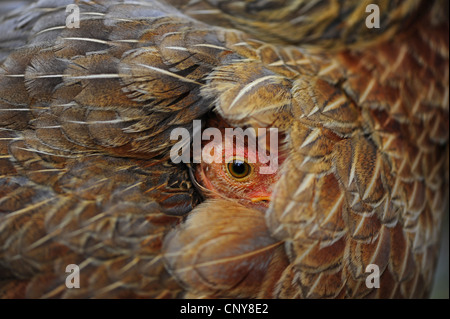 domestic fowl (Gallus gallus f. domestica), chick peering from the plumage of its mother, Honduras Stock Photo
