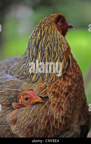 domestic fowl (Gallus gallus f. domestica), with chick, Honduras Stock Photo