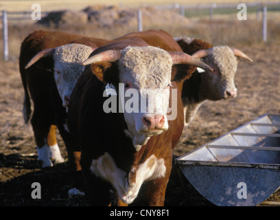 Three Hereford beef cattle bulls in a ranch corral in the Gallatin Valley, summer, Montana, USA Stock Photo