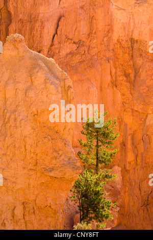 Limber pine (Pinus flexilis), with Douglas fir at an orange rock wall, USA, Utah, Bryce Canyon National Park, Colorado Plateau Stock Photo