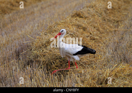 white stork (Ciconia ciconia), in stubble field, Germany Stock Photo