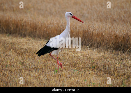 white stork (Ciconia ciconia), in stubble field, Germany Stock Photo