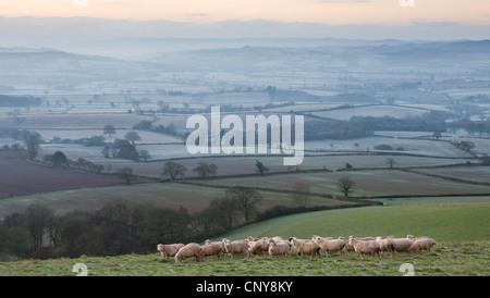 Sheep grazing on Raddon Hill, above a sweeping winter rural landscape covered in mist and frost, Mid Devon, England. Stock Photo