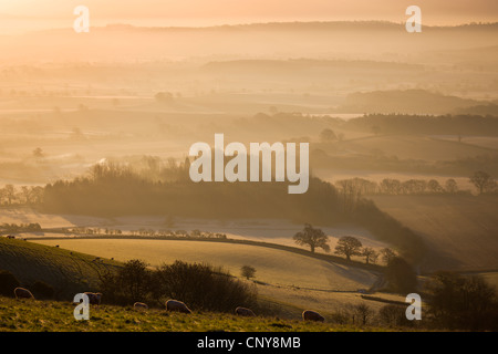 Sheep grazing on Raddon Hill, overlooking frosty and misty countryside, Mid Devon, England. December 2008 Stock Photo