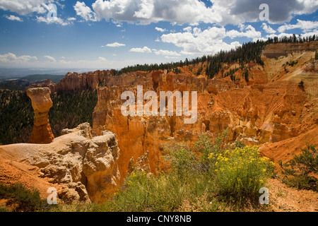 vie from viewpoint Agua Canyon, Hoodo 'The Hunter' on the left, 'The Rabbit' in the middle, on the right side blooming broom snakeweed, Gutierrezia sarothrae, USA, Utah, Bryce Canyon National Park, Colorado Plateau Stock Photo