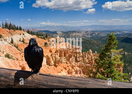 common raven (Corvus corax), sitting on a guard-rail at Ponderosa Point at Bryce Canyon, USA, Utah, Bryce Canyon National Park, Colorado Plateau Stock Photo