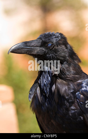 common raven (Corvus corax), closing its eye, nictitating membrane, USA, Utah, Bryce Canyon National Park, Colorado Plateau Stock Photo