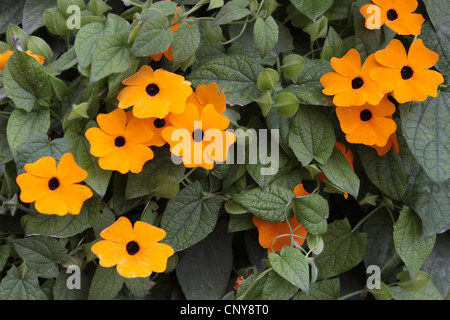 black-eyed susan (Thunbergia alata), blloming, Germany, Rhineland-Palatinate Stock Photo