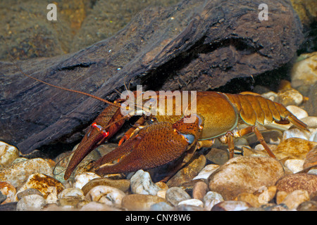 noble crayfish (Astacus astacus), male on pebble ground Stock Photo