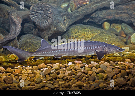 Adriatic sturgeon (Acipenser naccarii), at the pebble ground of a water Stock Photo