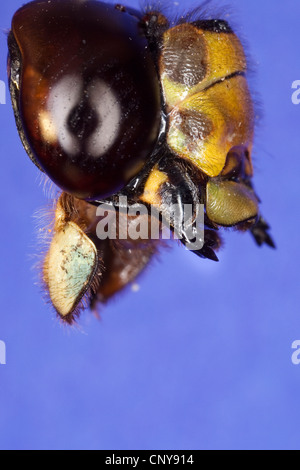 blue-green darner, southern aeshna, southern hawker (Aeshna cyanea), mouthparts for biting and chewing Stock Photo