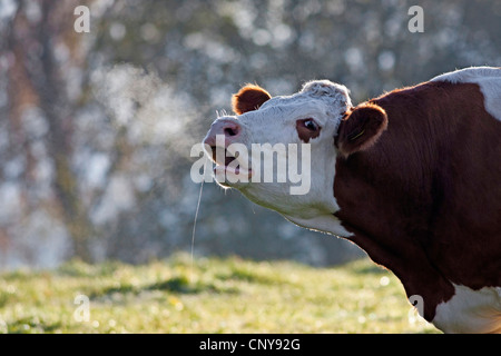 domestic cattle (Bos primigenius f. taurus), lowing cow standing on a pasture, Germany, Bavaria Stock Photo