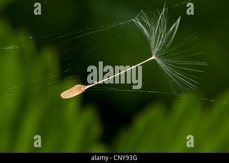 common dandelion (Taraxacum officinale), fruit in a spider web, Germany Stock Photo