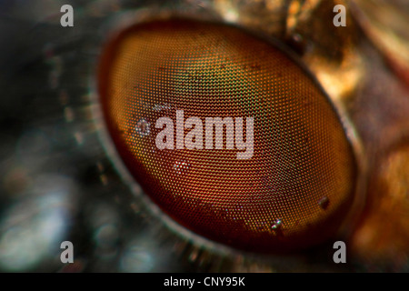 blue blowfly (Calliphora erythrocephala, Calliphora vicina), compound eye Stock Photo