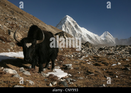 Yak in front of Mount Pumori (7,161 m) in Khumbu region in the Himalayas, Nepal. View from near Lobuche village. Stock Photo