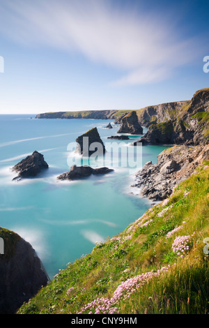 Pink sea thrift wildflowers on the clifftops above Bedruthan Steps, Cornwall, England. Spring (May) 2009 Stock Photo