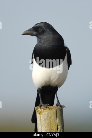 European Magpie (Pica pica) Sitting on a Fence Post Stock Photo