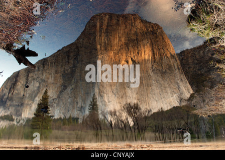 Reflection of El Capitan in the Merced River in Yosemite Valley, Yosemite National Park at sunset.beautiful, beauty, Stock Photo