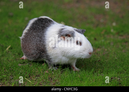cavy, guinea pig (Cavia spec.), in meadow Stock Photo