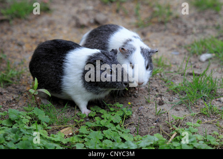 cavy, guinea pig (Cavia spec.), two guinea pigs sitting on the ground Stock Photo