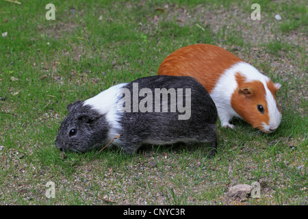 cavy, guinea pig (Cavia spec.), two guinea pigs sitting in the meadow Stock Photo