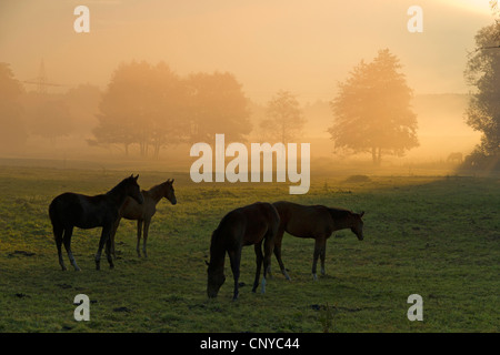 sunrise over a pasture with horses, Germany, Saxony, Vogtland, Vogtlaendische Schweiz Stock Photo