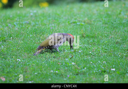 green woodpecker (Picus viridis), sitting in a meadow feeding on ants, Germany Stock Photo