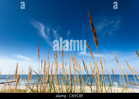 beach grass, European beachgrass, marram grass, psamma, sea sand-reed (Ammophila arenaria), dunes at the Baltic Sea, Germany, Mecklenburg-Western Pomerania, Darss, Ahrenshoop Halbinsel Darß Stock Photo